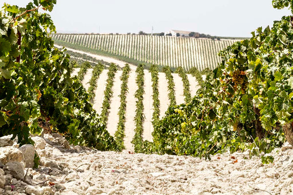 Albariza